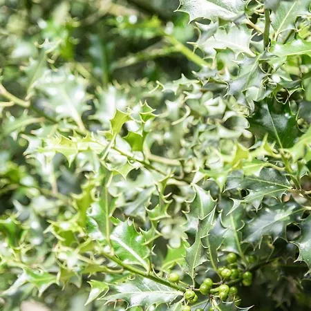 Zum Huelsenbusch Апартаменты Биспинген