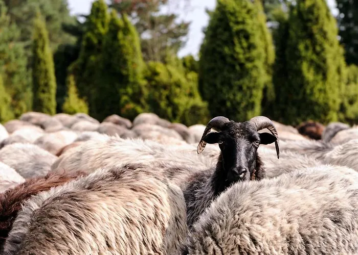 Apartmán Zum Huelsenbusch *